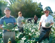 Cultivo do Brócolis 2