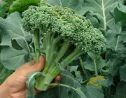 Cultivo do Brócolis 5