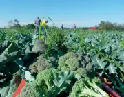 Cultivo do Brócolis 6