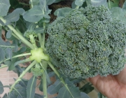 Cultivo do Brócolis 2