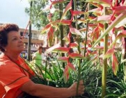 Cultivo Heliconia 1