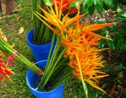 Cultivo Heliconia 2