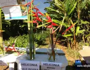 Cultivo Heliconia 3