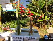 Cultivo Heliconia 3