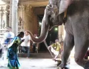 Culto ao Elefante Indiano 1