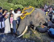 Culto ao Elefante Indiano 3