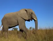 Curiosidades do Elefante Asiático 1