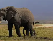 Curiosidades do Elefante Asiático 2