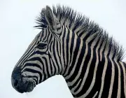 Curiosidades Sobre a Zebra 1