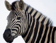 Curiosidades Sobre a Zebra 2
