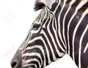 Curiosidades Sobre a Zebra 3