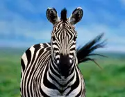 Curiosidades Sobre a Zebra 4