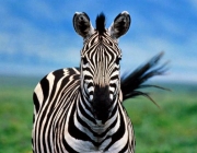 Curiosidades Sobre a Zebra 4