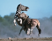 Curiosidades Sobre a Zebra 5