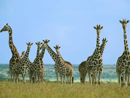 Curiosidades Sobre as Girafas 5