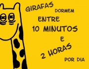 Curiosidades Sobre as Girafas 1