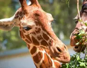 Curiosidades Sobre as Girafas 4