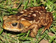 Curiosidades Sobre o Sapo Boi 5