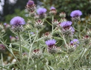 Cynara Cardunculus 1