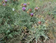 Cynara Cardunculus 2