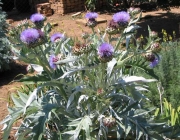 Cynara Cardunculus 3