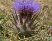 Cynara Cardunculus 4