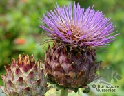 Cynara Cardunculus 5