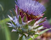 Cynara Cardunculus 6