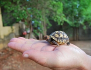 Dando Carinho ao Jabuti 1