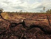 Danos Ambientais no Cerrado 2