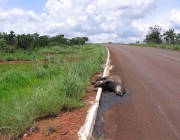 Danos Ambientais no Cerrado 5