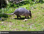 Nine-banded armadillo- (Dasypus novemcinctus)