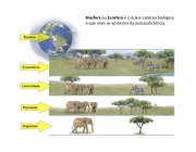 Definição de um Ecossistema 4