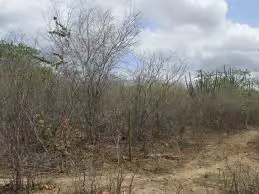 Degradação da Vegetação da Caatinga 3