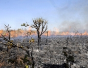 Degradação da Vegetação da Caatinga 1