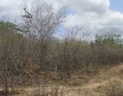 Degradação da Vegetação da Caatinga 3