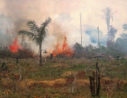 Degradação da Vegetação da Caatinga 4