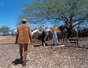 Degradação da Vegetação da Caatinga 5