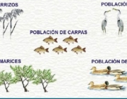 Demoecologia 6