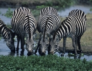 Four Burchell's zebras (Equus burchelli) drinking at waterhole, Kenya
