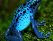 Dendrobates Azureus 1