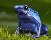 Dendrobates Azureus 2