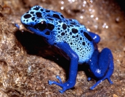 Dendrobates Azureus 3