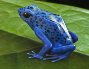 Dendrobates Azureus 4