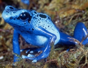 Dendrobates Azureus 5