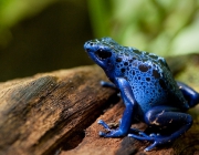 Dendrobates azureus