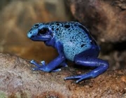 Dendrobates Azureus 1