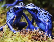 Dendrobates Azureus 2