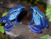 Dendrobates Azureus 6