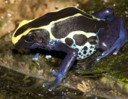 Dendrobates Tinctorius 1